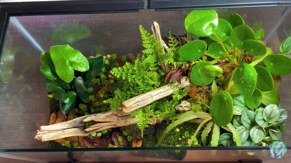 美国小哥在卧室建出一缸热带雨林，食物链环环相扣，太强了