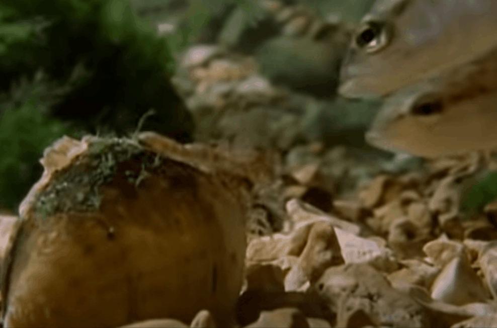 河蚌给鱼增加氧气吗,河蚌喂淀粉吗