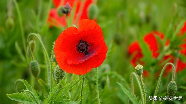 能开花又高大好养的植物,非常好养的一款开花植物
