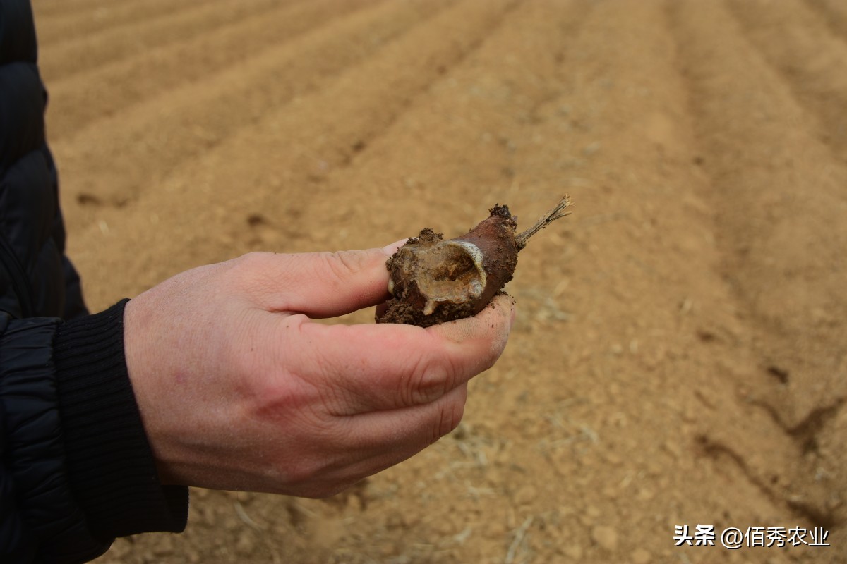 土壤中的病虫害可以用灭害灵,土传病害克星秘方