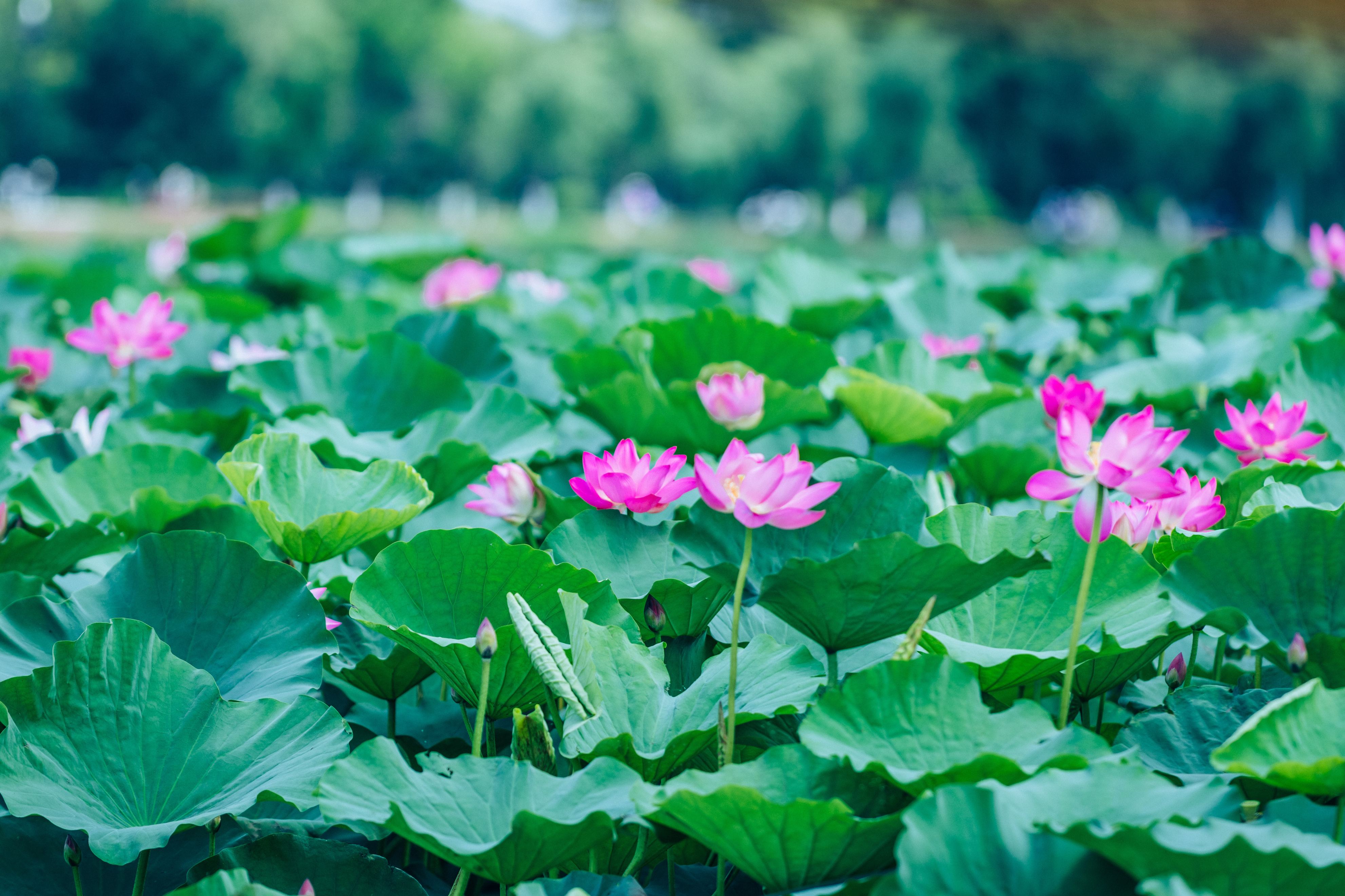 中国淮阳龙湖赏荷旅游月活动启动,淮阳龙湖湿地赏荷