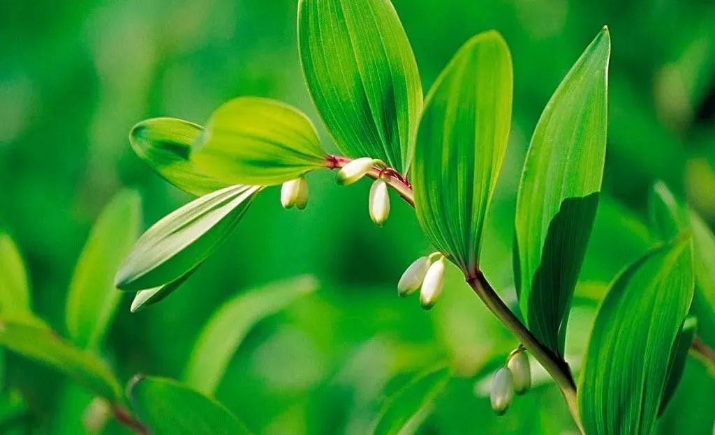 目前农村种植啥最赚钱呢,农民现在种植什么收益高