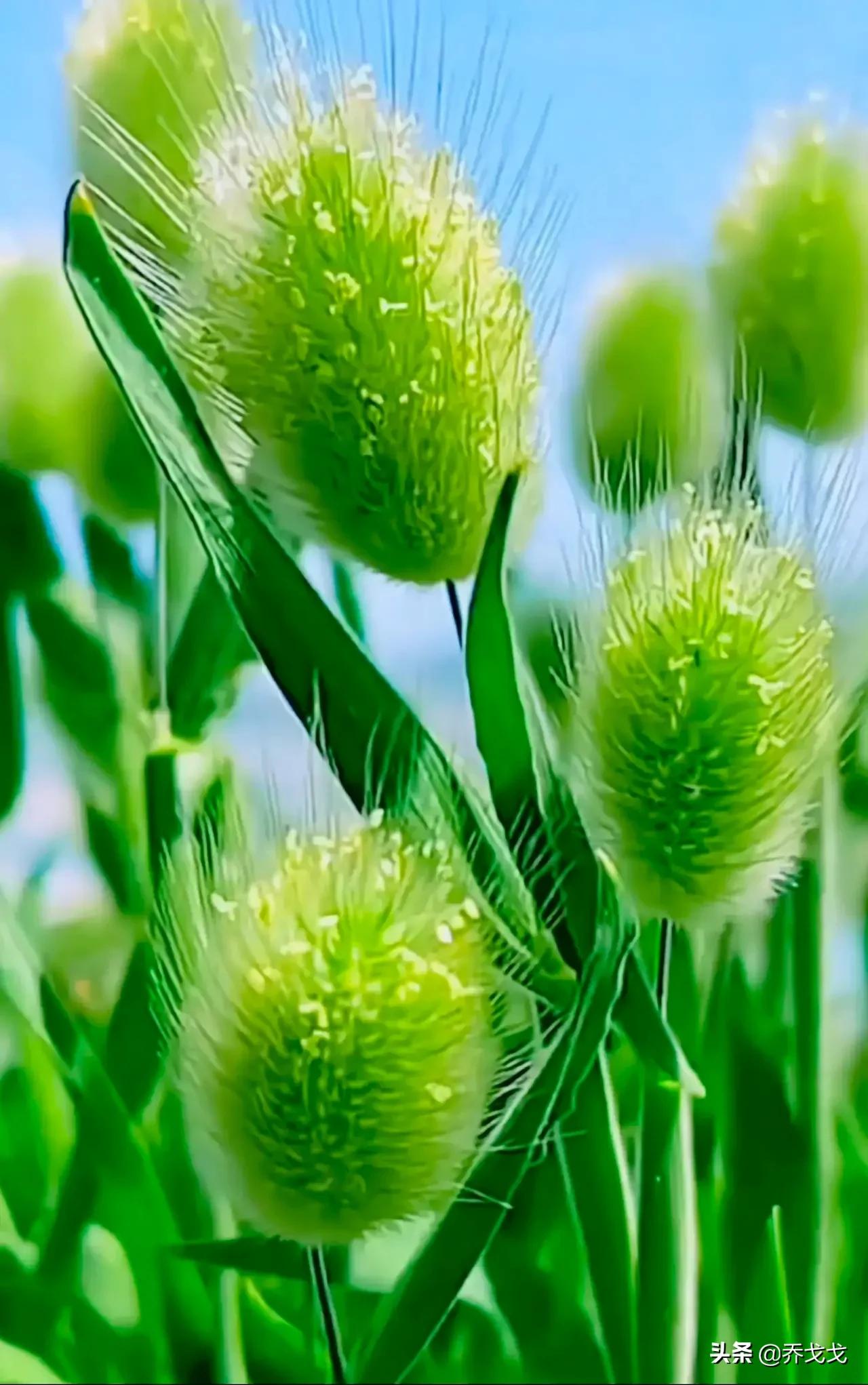 电话中听到孩子哭的文案,接到儿子电话说了几句绷不住哭了