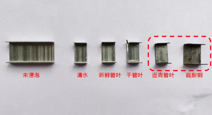 绮界鍜岀步鍙剁殑鍖哄埆,鍥涙柟绮界敤鍝绮藉彾