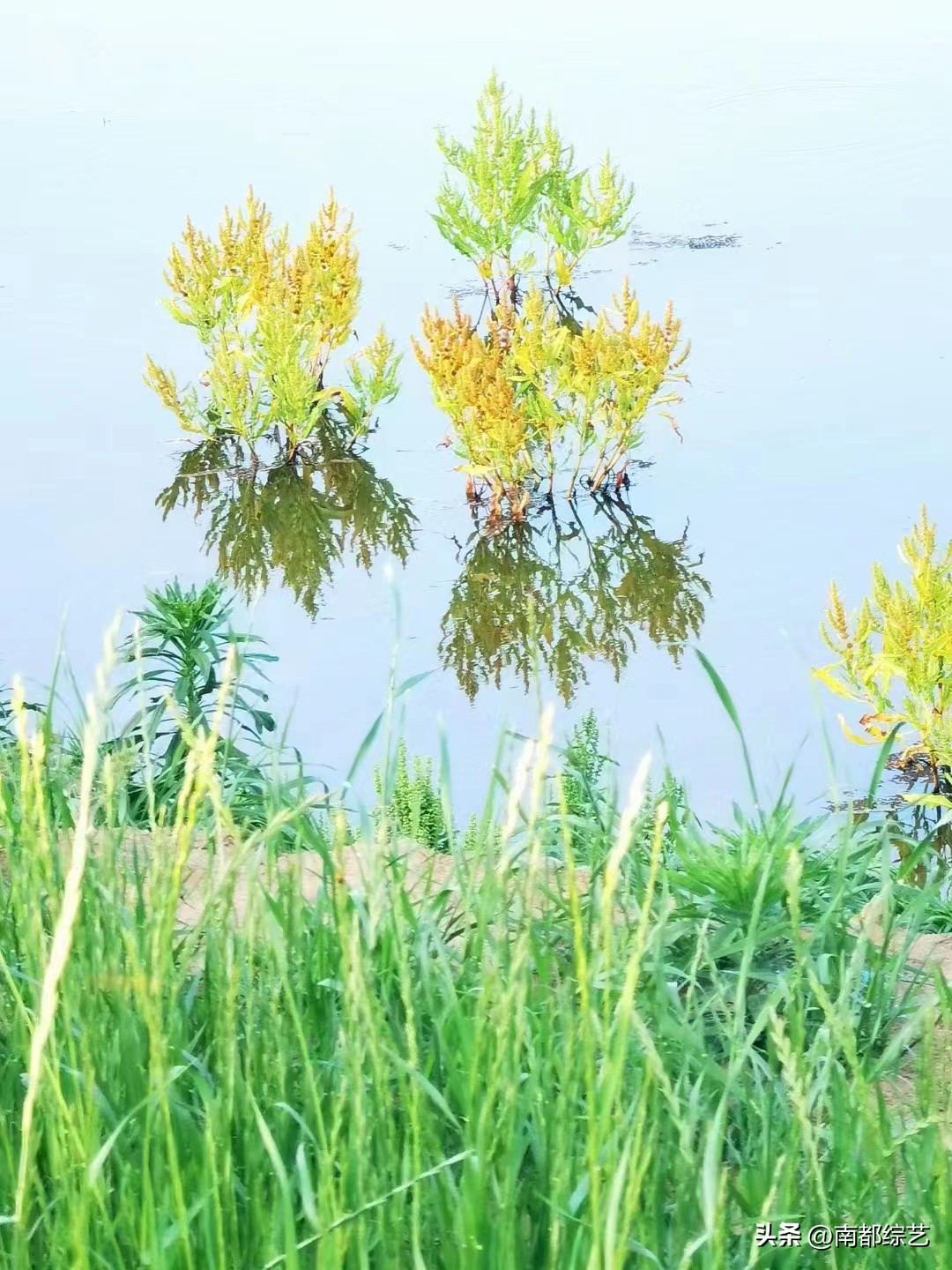 花木文化琐谈159:养眼悦目，赏心怡情——浅谈花色色彩的文化意义