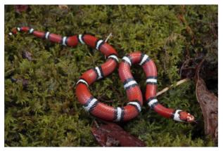 新手养什么宠物蛇,十大适合新手养的宠物蛇