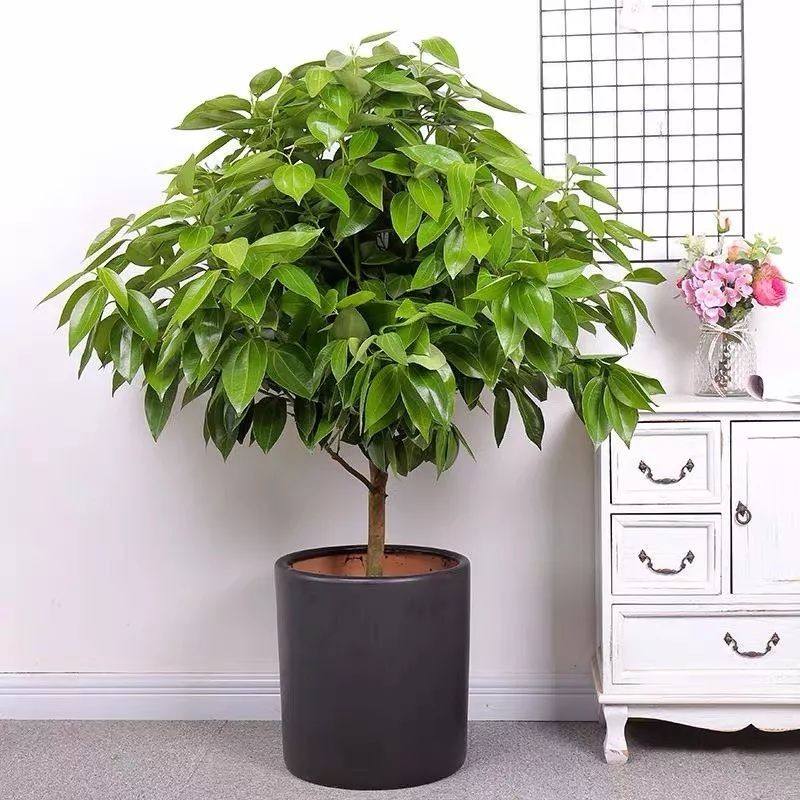 十种最吉利的镇宅绿植盆栽,阳台旺宅的大盆栽花