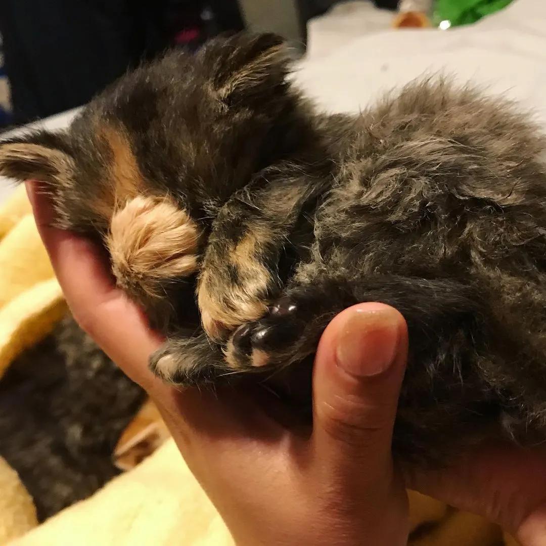 玳瑁阴阳脸猫,阴阳脸玳瑁小猫