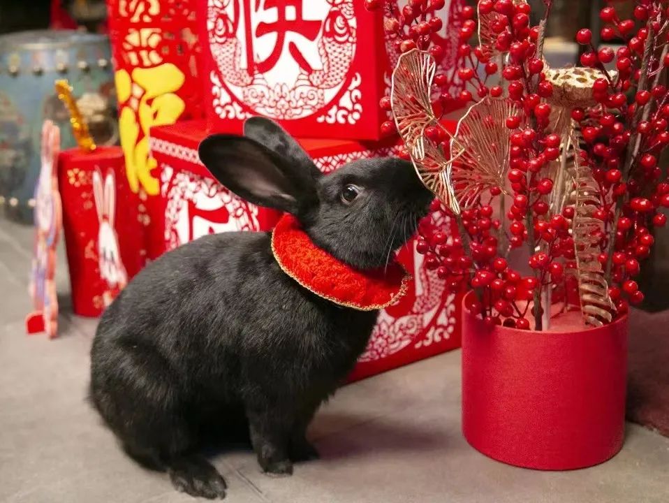 观复猫说过年抽奖,观复猫过年说