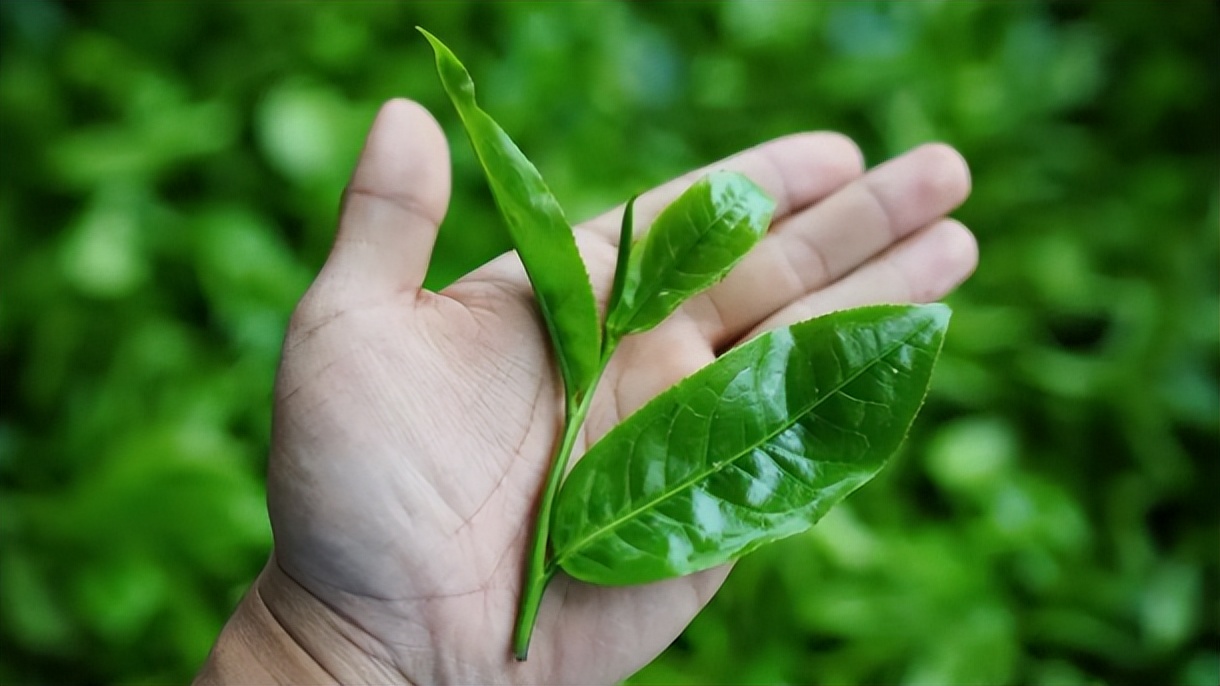 内含物质高达52％的茶种，竟然在云南？|2023茶山播报06