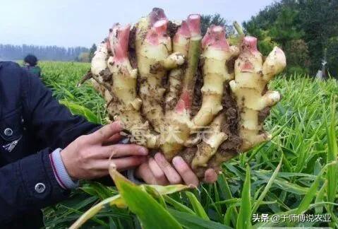 生姜出苗后遮阴方法田间管理,生姜高产注意事项