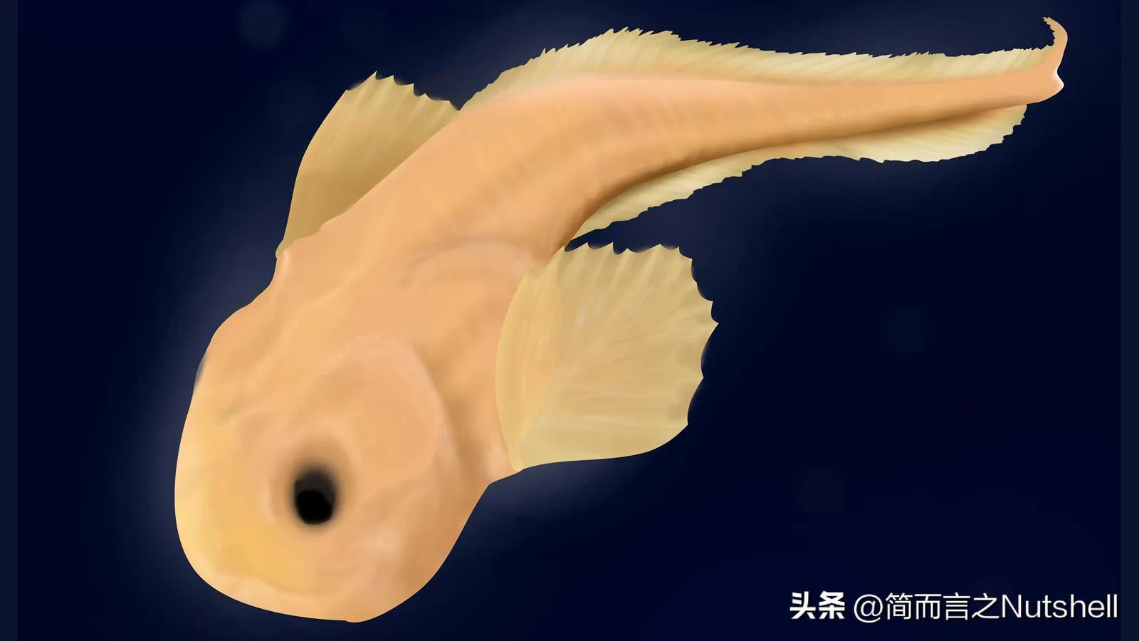 大型鱼类在深海会被压力压死吗,为什么水下压力大鱼类还能生存