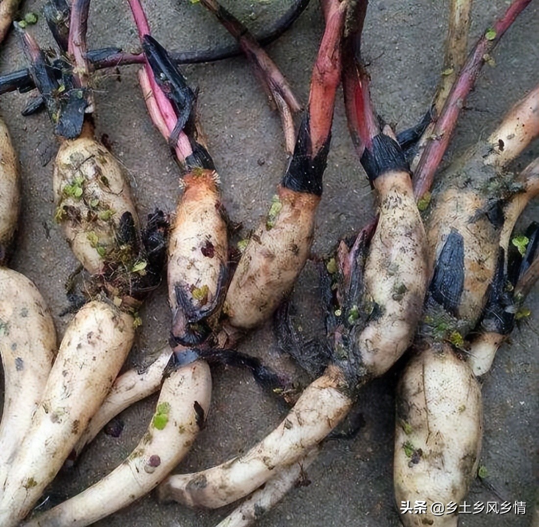 用老水缸养荷花,用老水缸来种荷花
