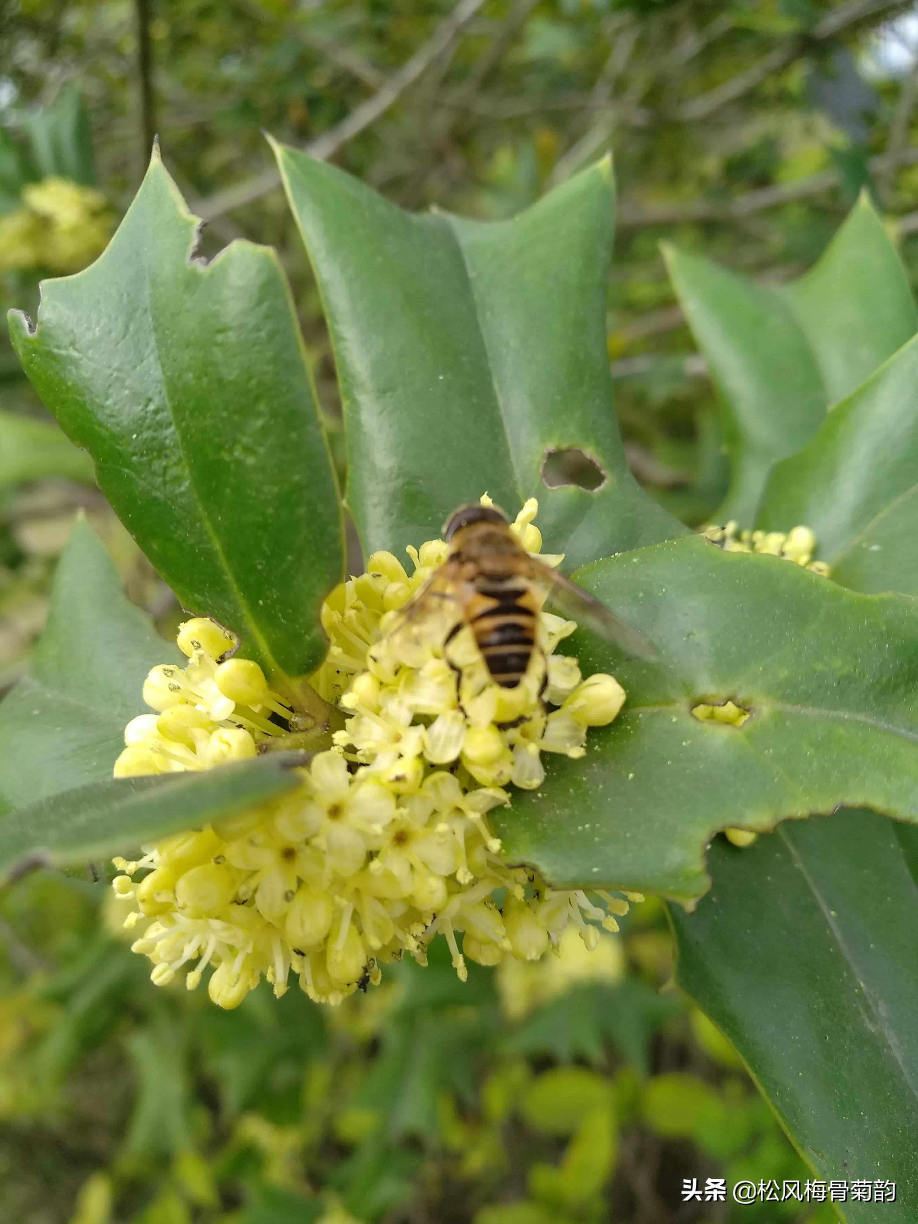 猫儿刺花香,猫儿刺为什么开花不结果