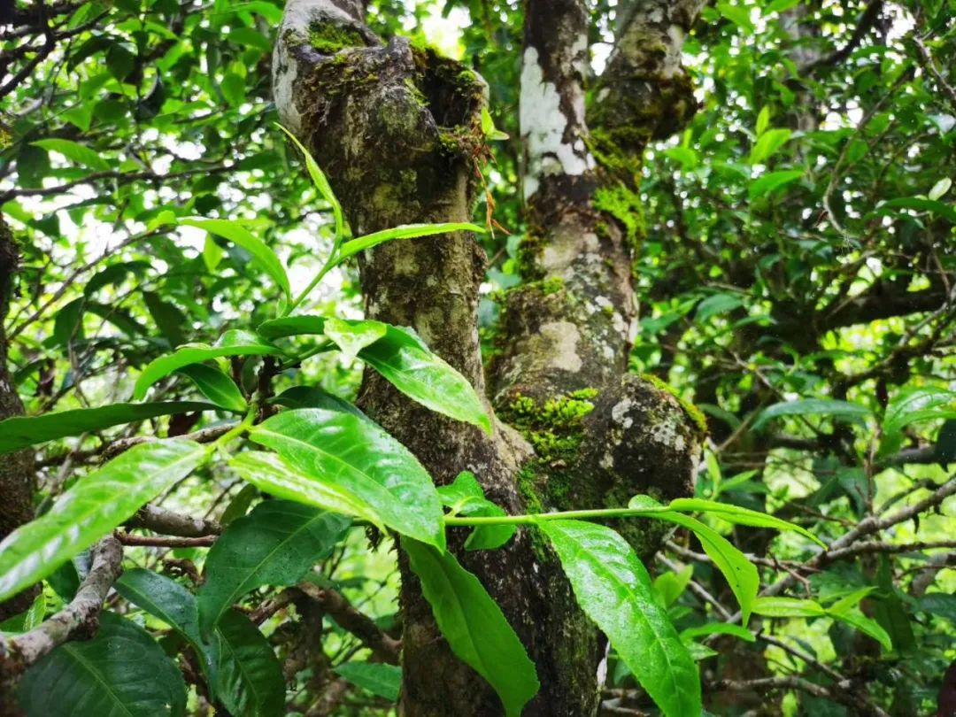 易武普洱茶的最后一战,易武普洱茶最终归宿