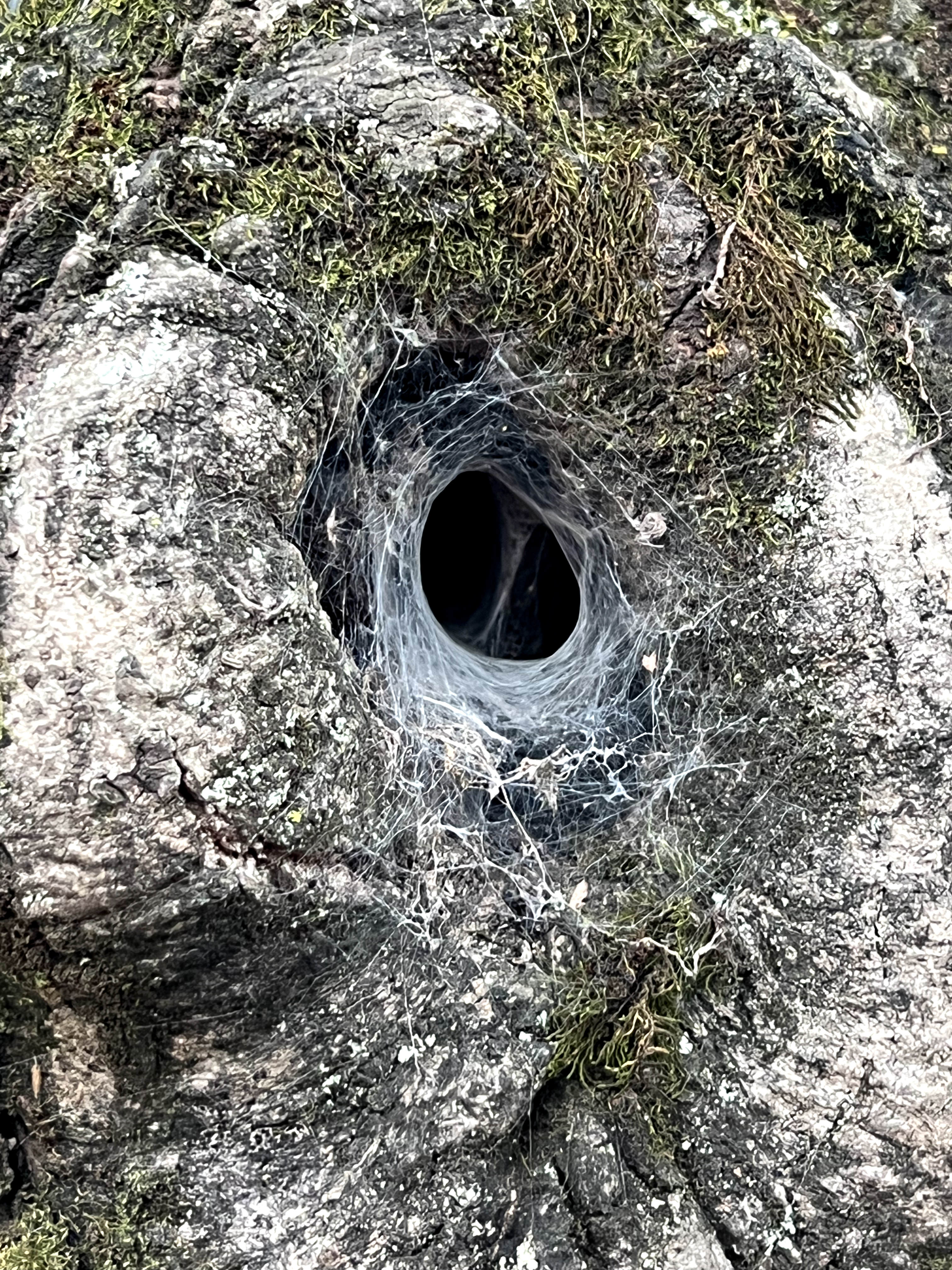 四川广元剑阁核桃树,广元剑阁核桃树