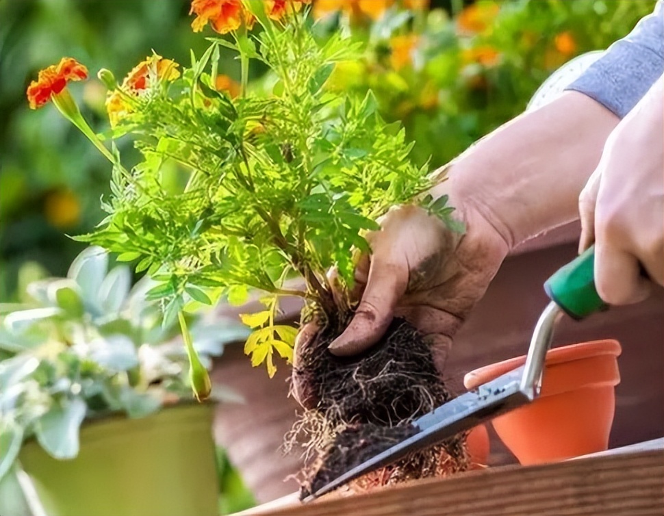给花草换盆打理花草,给花卉换盆的四点注意事项是什么