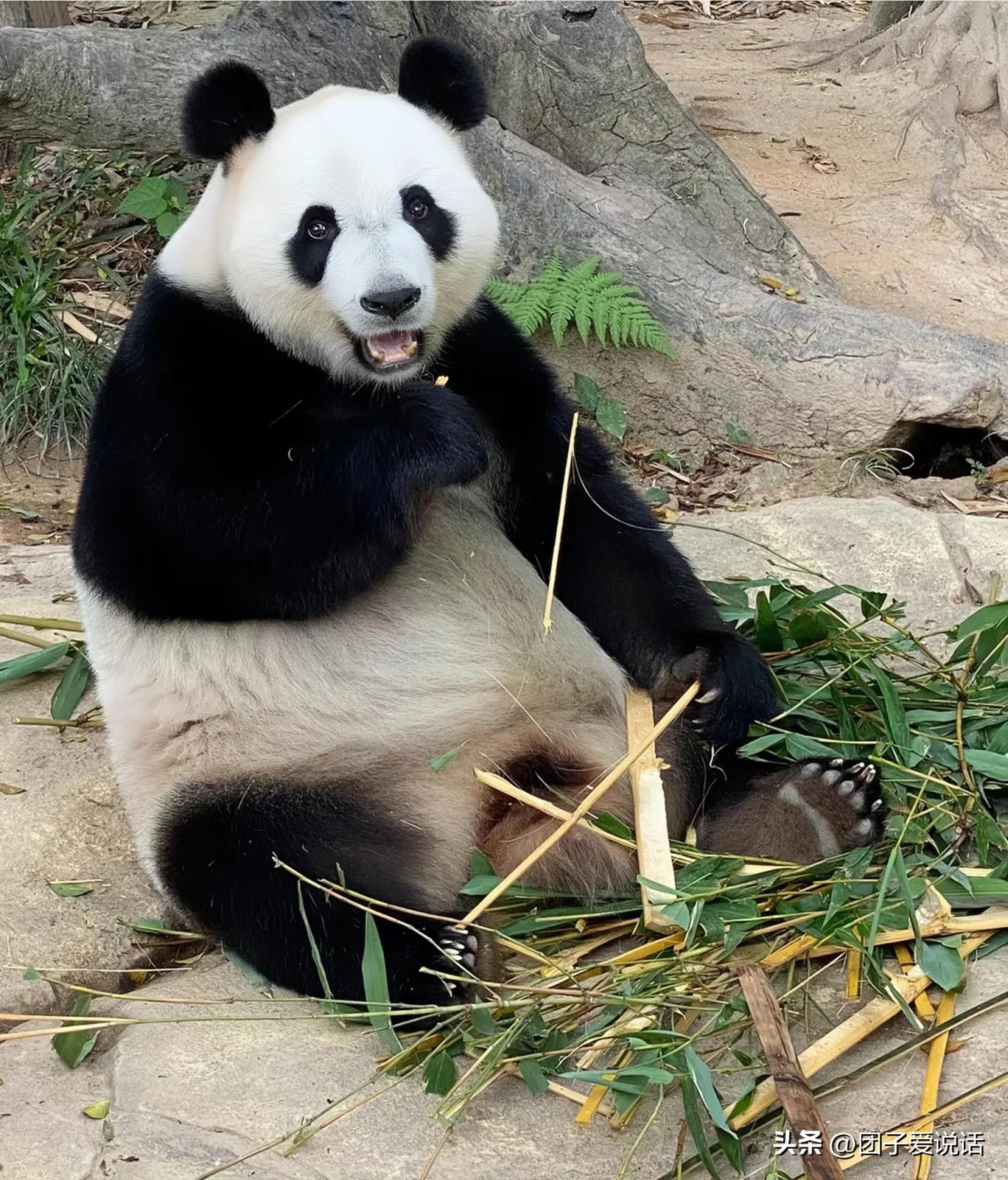 广州长隆野生动物园的大熊猫,广州长隆野生动物世界大熊猫
