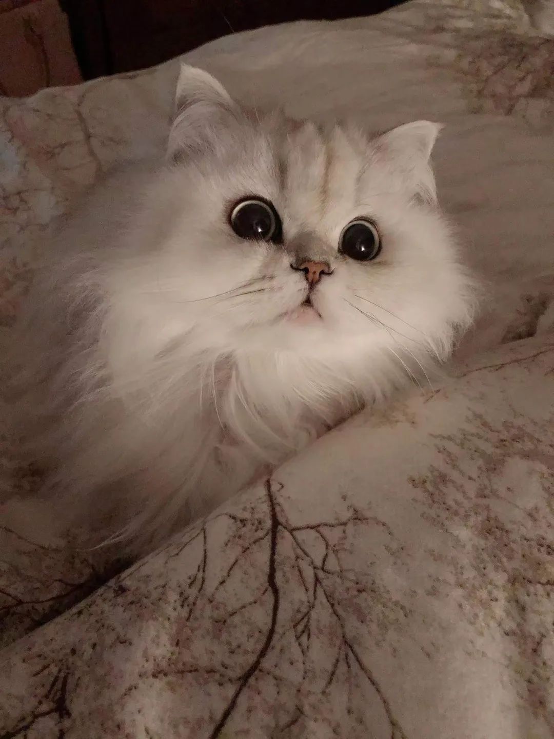 想扔猫怎么办,我想丢掉猫咪怎么办