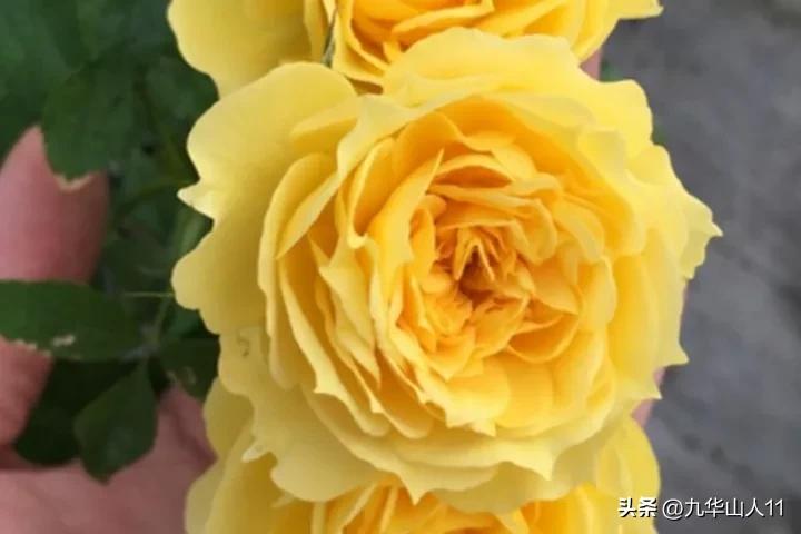 微型月季嫁接最佳品种,丰花微型月季品种有哪些