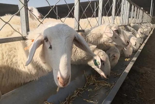 养殖致富项目养羊视频,养羊新技术如何提高羊产量