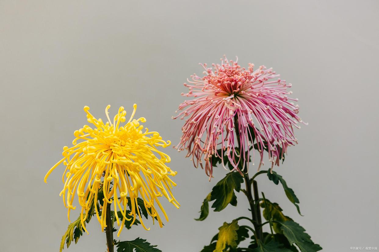 家里养什么植物对猫咪无害,哪些常见的植物盆栽对猫咪有毒