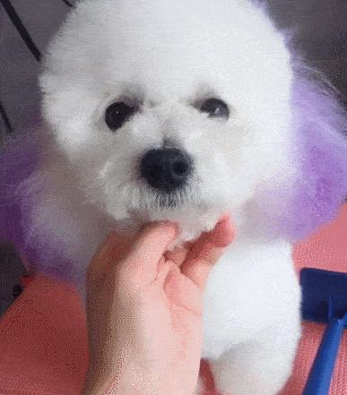 两个多月的比熊关围栏里养好吗,比熊1-12个月喂养方法