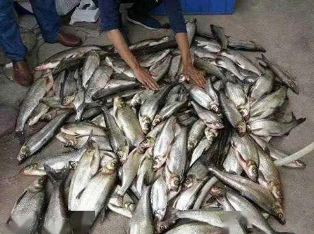 泥鳅党有多可怕,泥鳅党到底违不违法