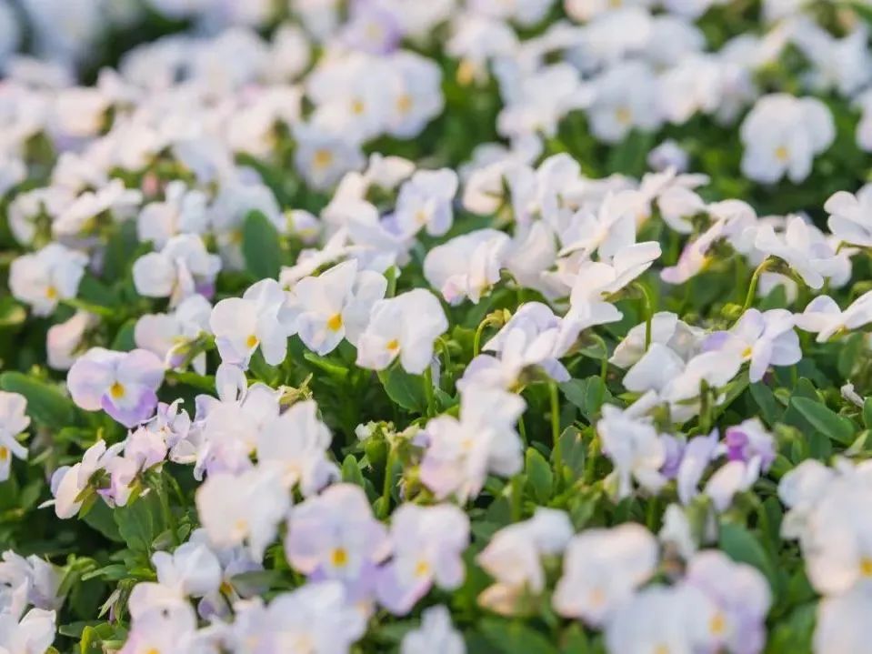 花田小镇爱丽丝,8000亩花田小镇