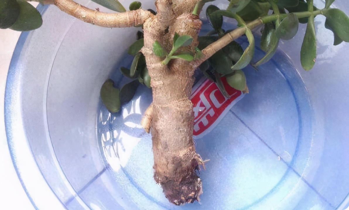 被水浇死的盆栽,容易浇死的植物