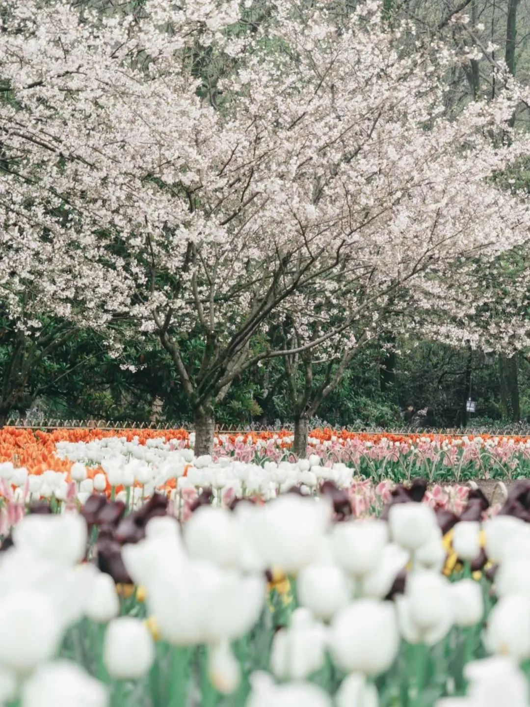 日本100个最佳樱花景点,日本十大樱花景点