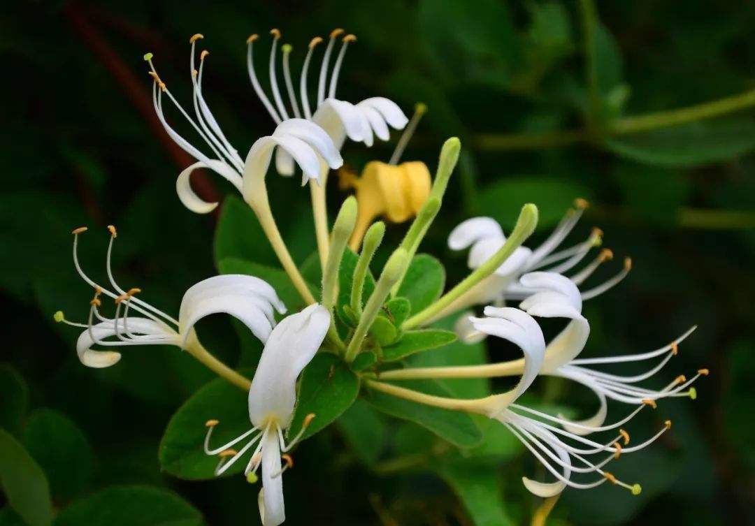 金银花与忍冬藤有什么不同之处,金银花老藤药用