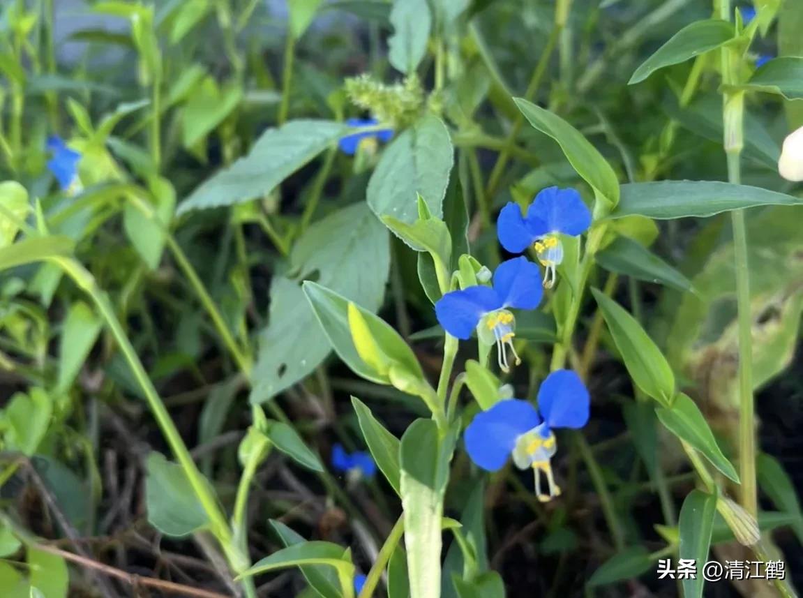 怎样解决除草剂对树的危害,十大恶性杂草除草方案