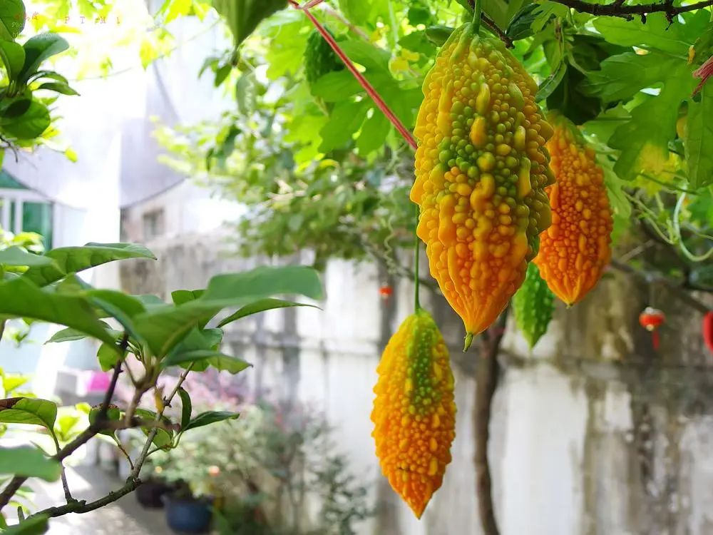 金铃儿在前期小时候的样子,金铃子故事