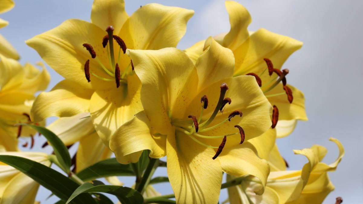 一篇《百合花》，解决高中所有小说考点，建议印给学生