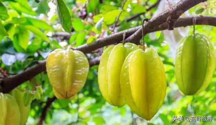 福建漳州云霄有什么好玩的景点,福建云霄旅游攻略路线