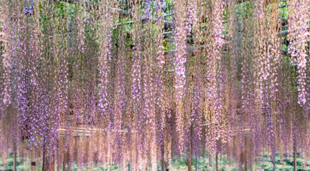 这一架紫藤，隔开了俗世