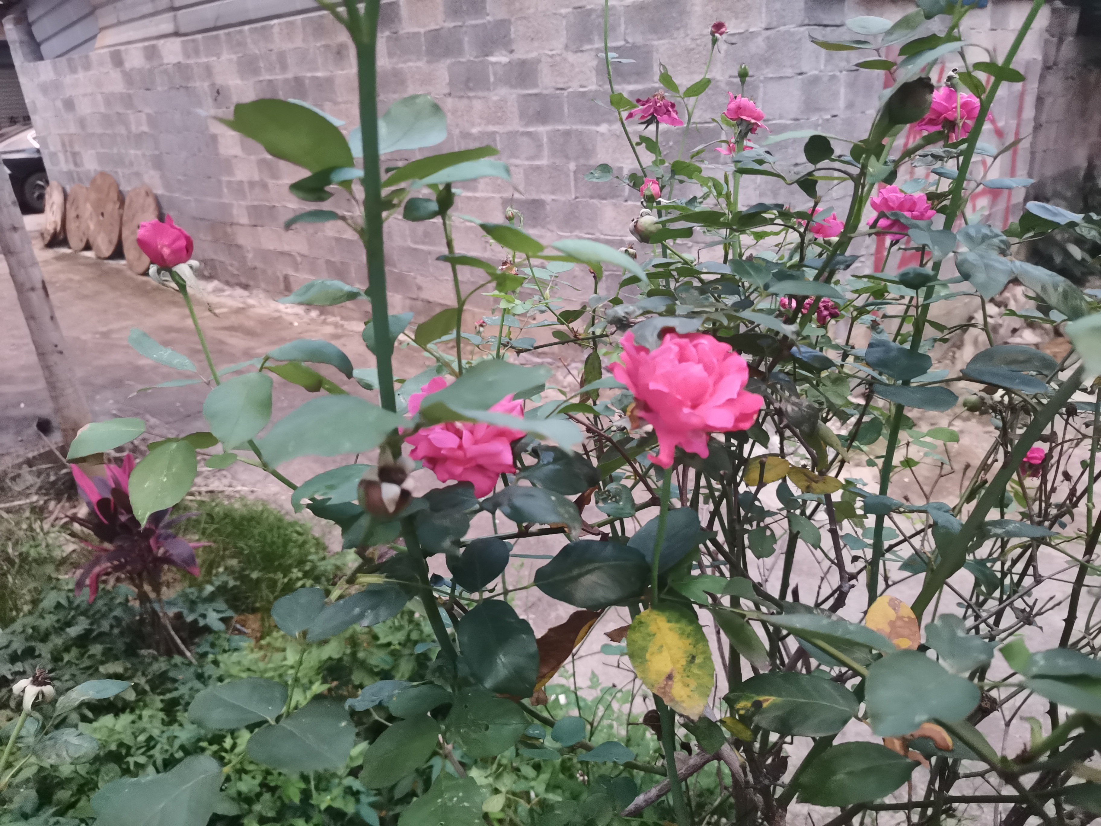 新手养花日记,新手养花玫瑰