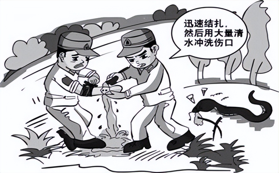 被毒蛇咬伤后救治,湘潭毒蛇咬伤救治