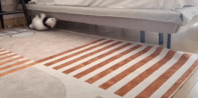 为什么猫咪上床前会舔毛,猫咪为什么上床声音那么大