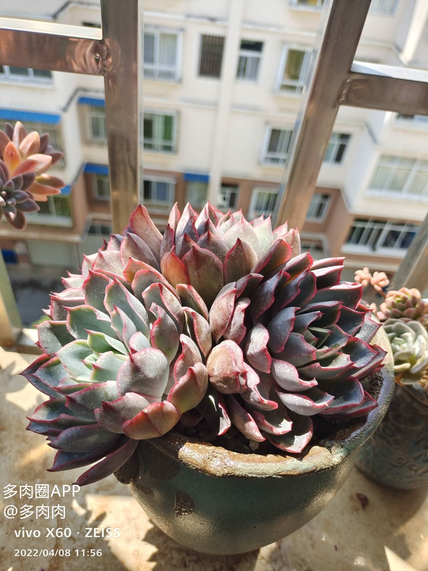 这里有你想要的移盆小细节~建议收藏