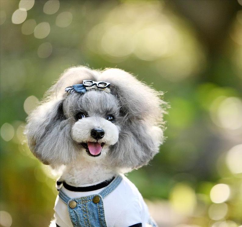 狗界“最笨”的3种狗和“最聪明”的3种狗，你也许养错了