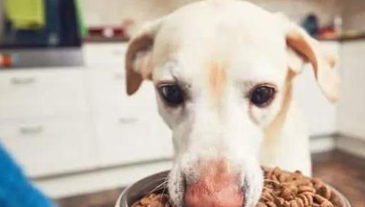 狗狗槟榔上瘾怎么办,怎么消除狗狗的戒心