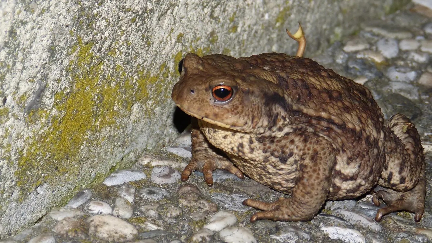 壁虎不是益虫吗为什么是五毒之一,壁虎既然是益虫为什么还是五毒