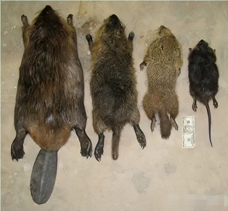 上海多地发现巨型老鼠重达17公斤,超市发现巨型老鼠跟小孩差不多大