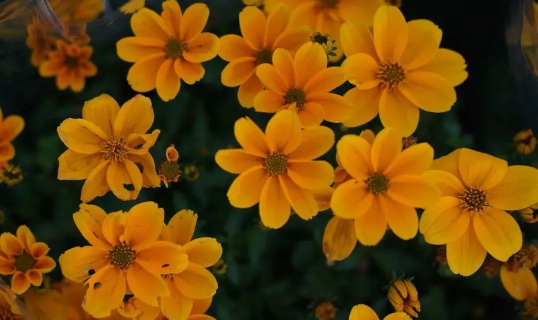 花市上新｜６月的花儿，点燃郫都盛夏色彩