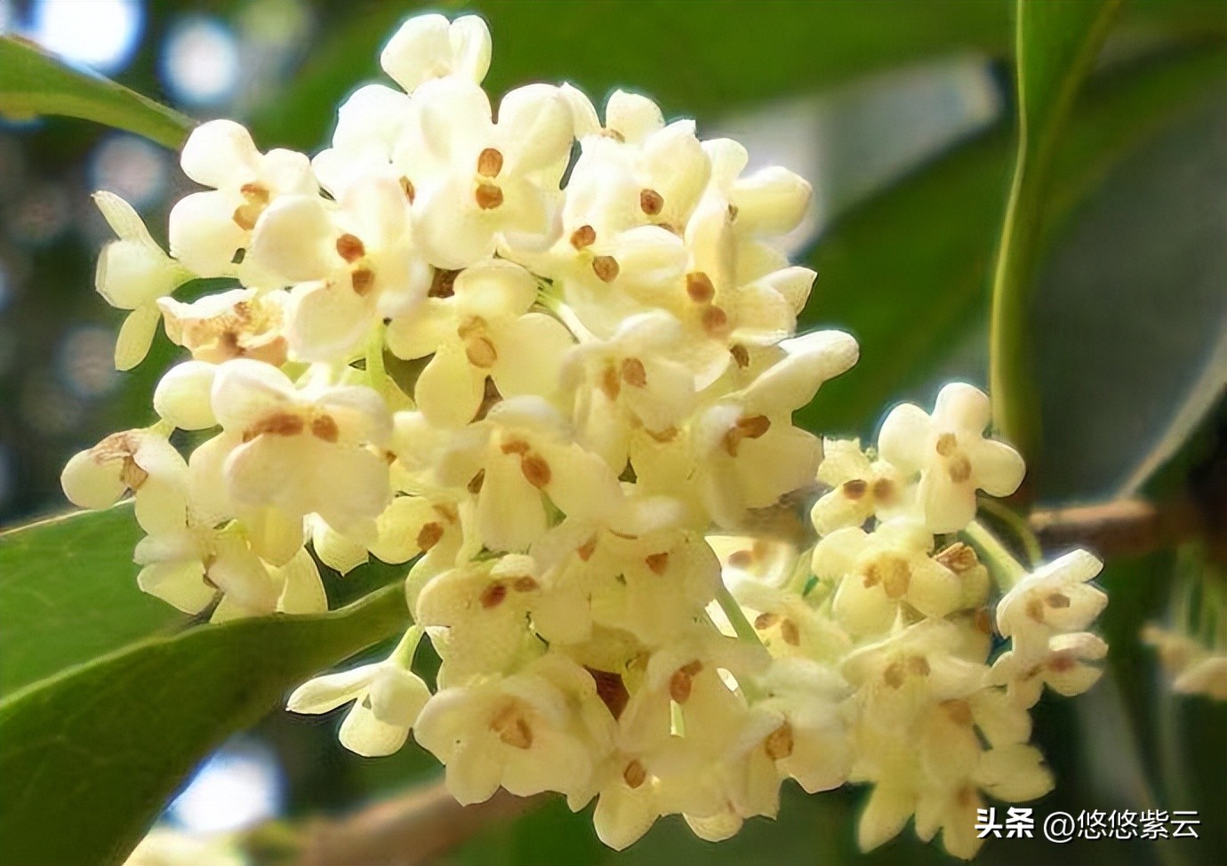 襄阳桂花,襄阳八月桂花遍地开