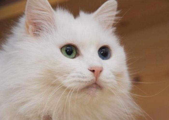 高贵的波斯猫漫画免费观看,高贵的波斯猫动漫合集