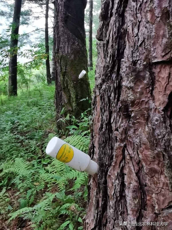 【奋进新征程】（9）秦岭有卫士：杀小虫，保青山