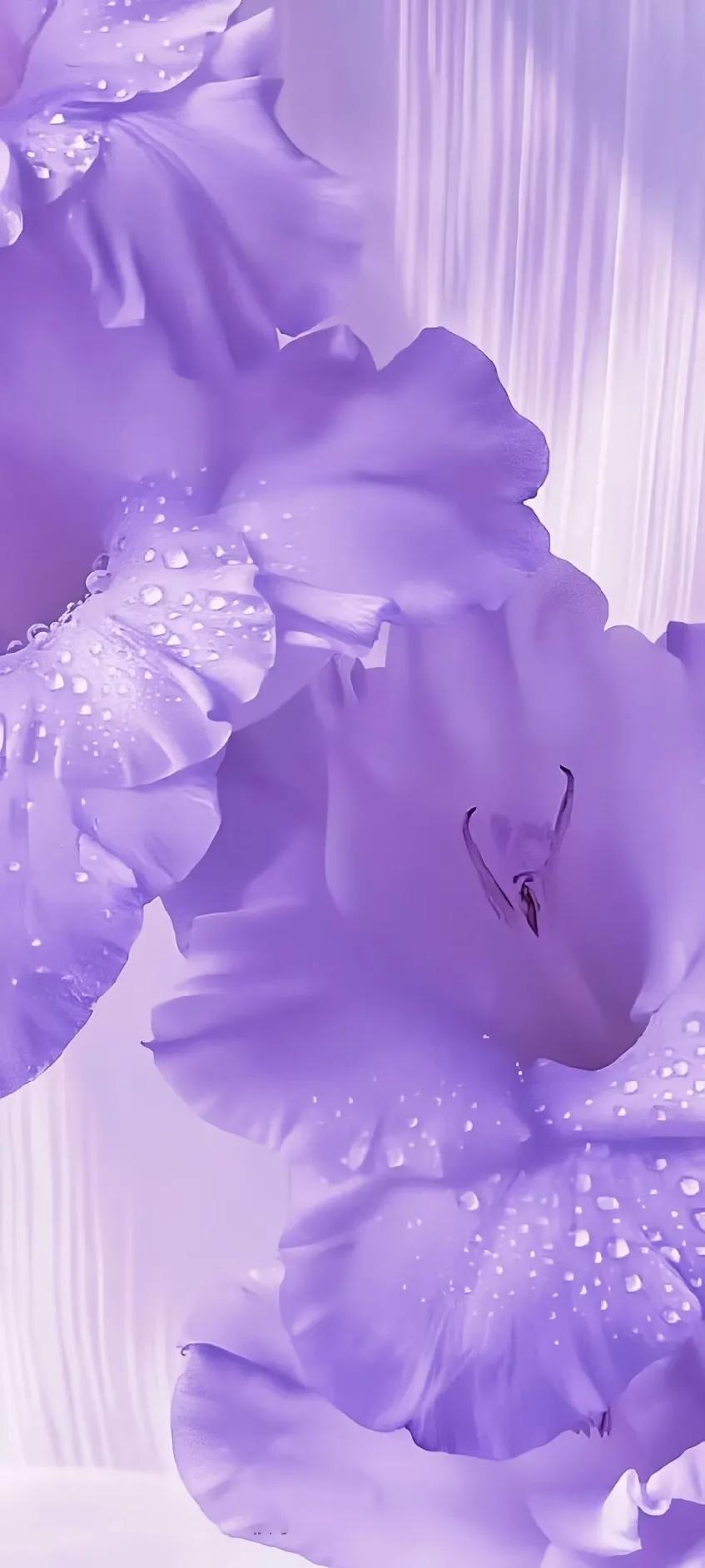 紫色异域风情古风,情调紫色